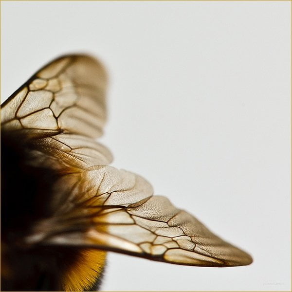 Wings of a bumble bee