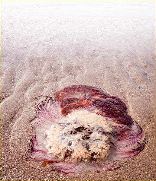 Jellyfish stranded on beach