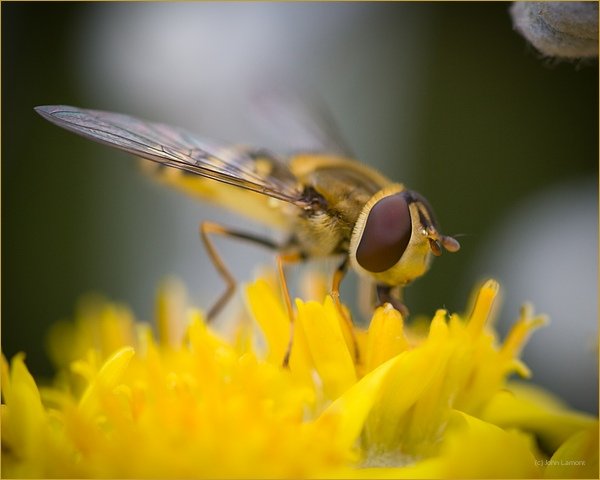 Wasp feeding on nectar from flower