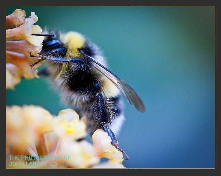 Bee feeding on nectar