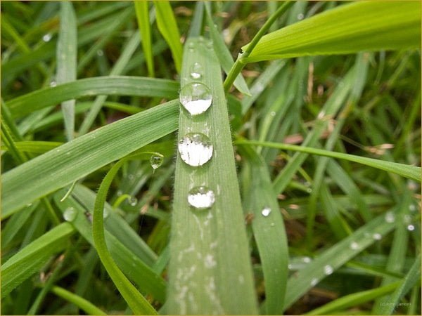 Rain on grass