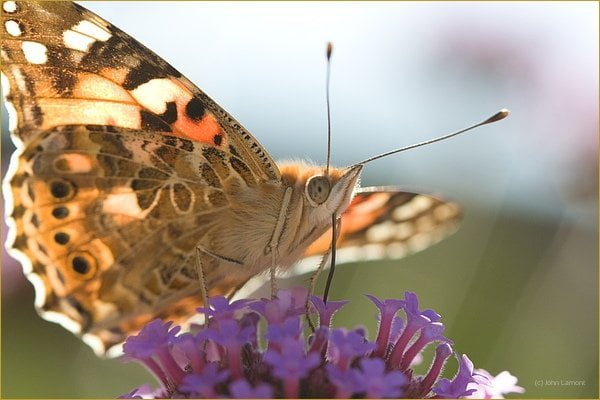 bright butterfly feeding on a flower
