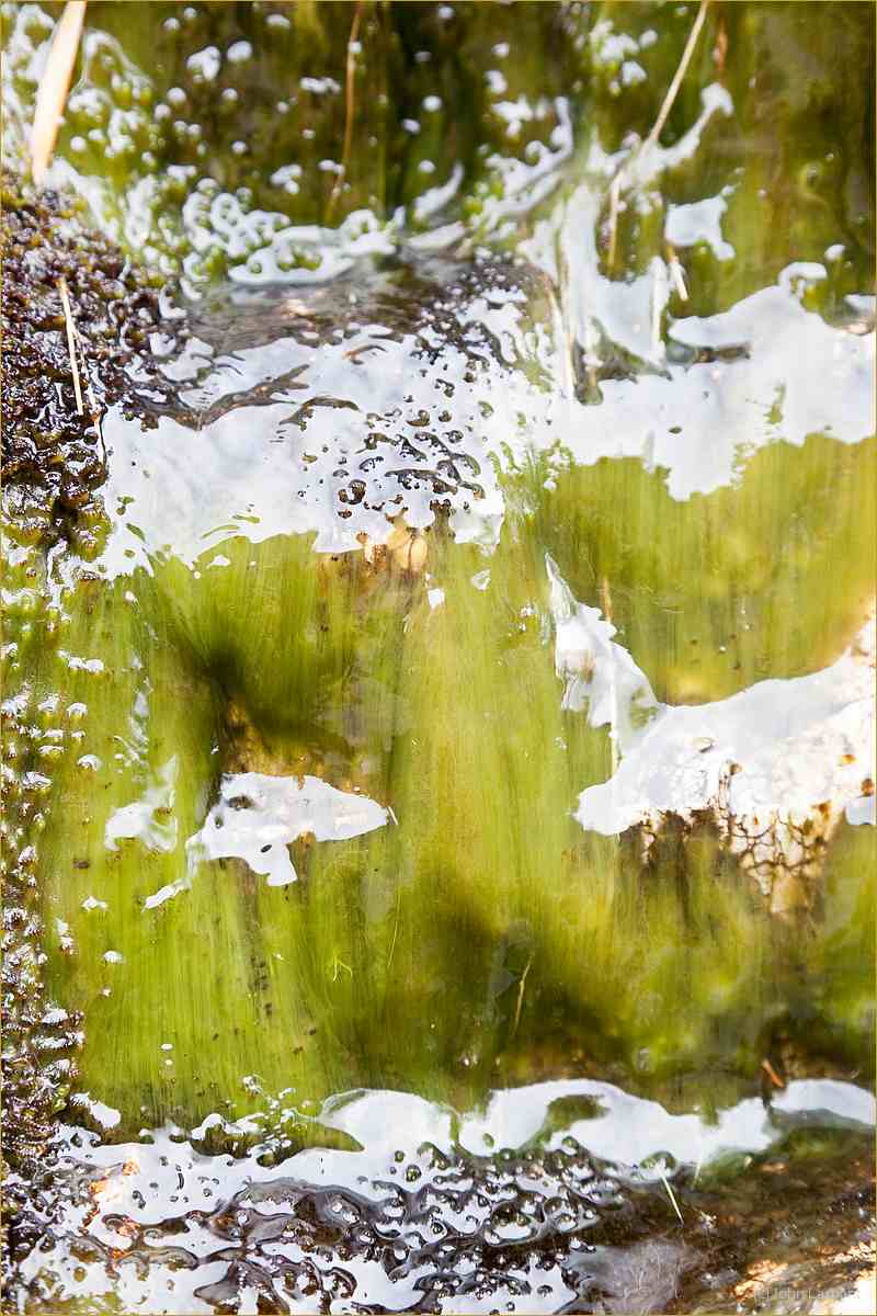 Soaking rocks covered in slime