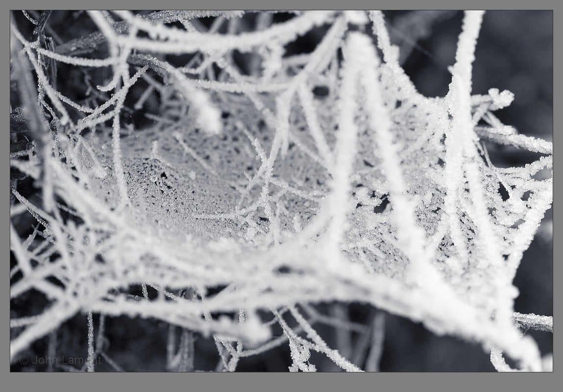 Frosty spiders web