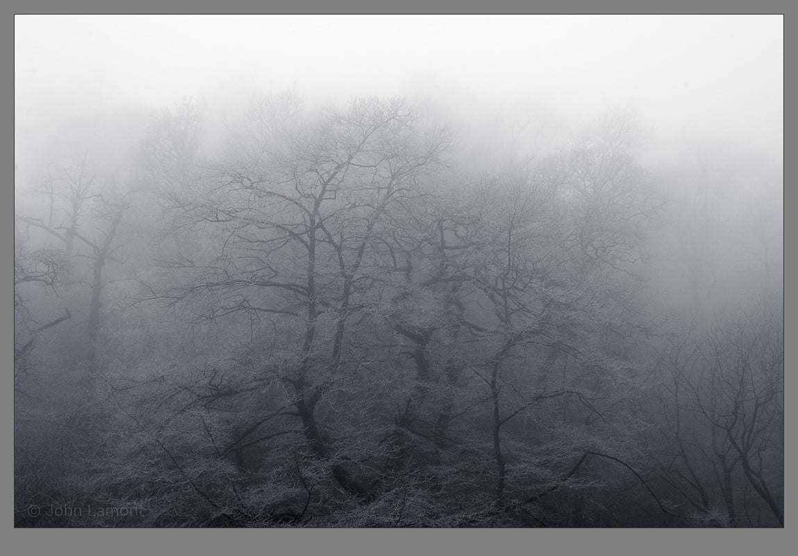 Dollar glen trees in the mist