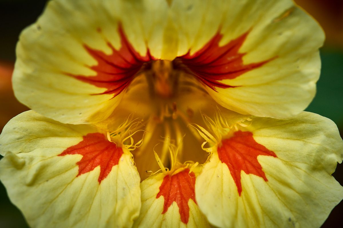 Summer Garden Flowers