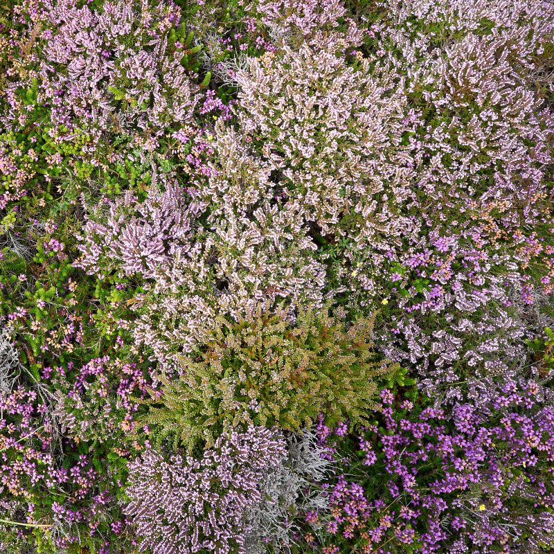 Scottish heather