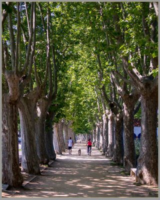 Stroll along tree avenue, Banyoles