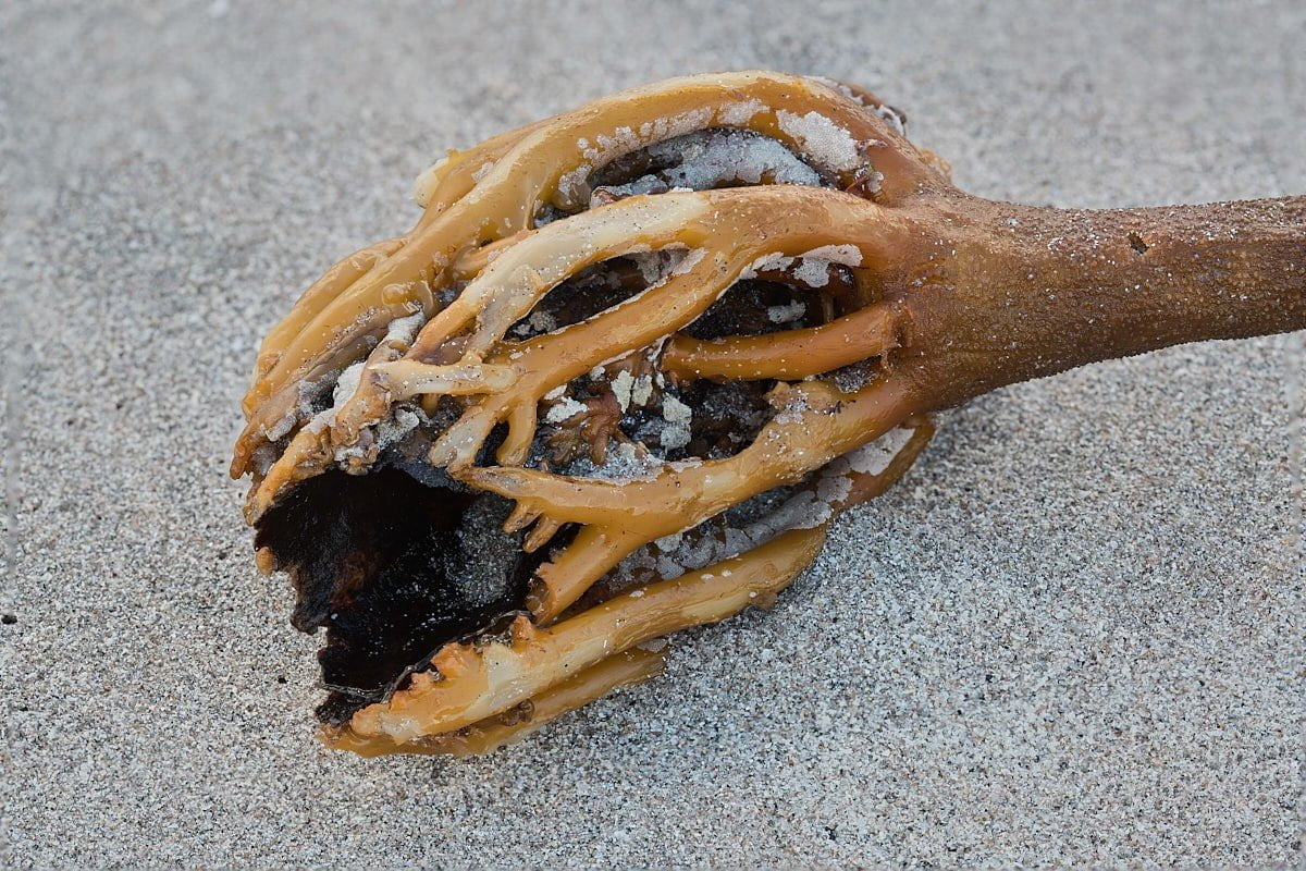 Dislodged Seaweed Root Photography...mostly.