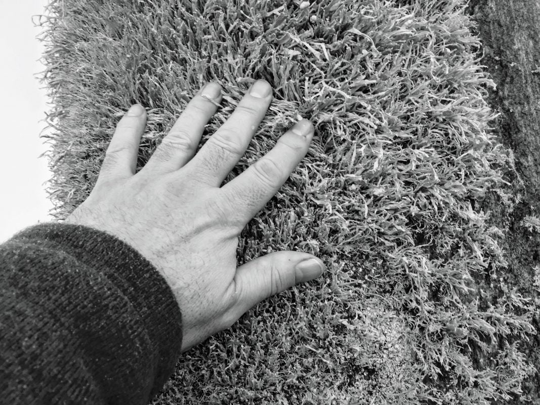 Lichen covered