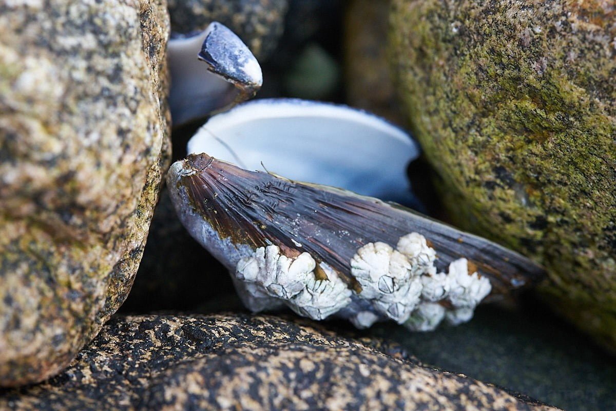 Mussel shell in the rocks Photography...mostly.